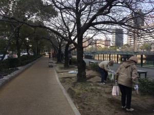 京橋川　桜の寒肥作業