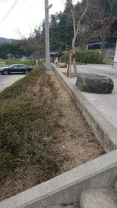 花壇　植栽　サツキ　捕植　隙間　スガノグリーンビュー　廿日市市　ツツジ　土壌改良　土