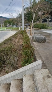 花壇　植栽　サツキ　捕植　隙間　スガノグリーンビュー　廿日市市　ツツジ　土壌改良　土